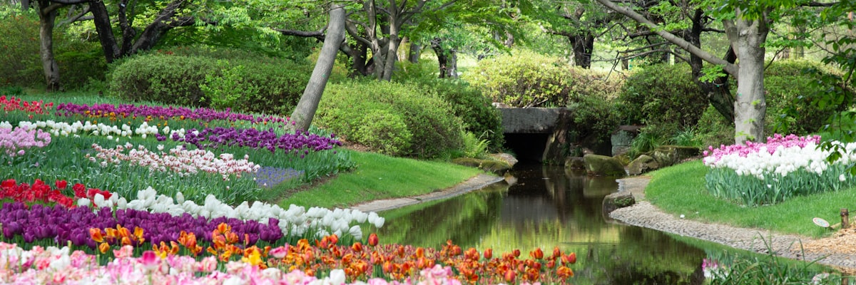 公園の緑